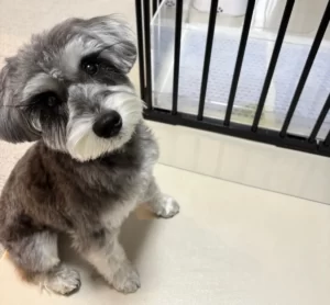 犬のトイレを成功させる工夫！ケージの環境づくりで試してよかったこと