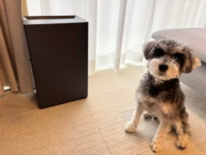 シュナウザーは臭う？ブラッシングと愛用スプレー・家電でできる消臭対策