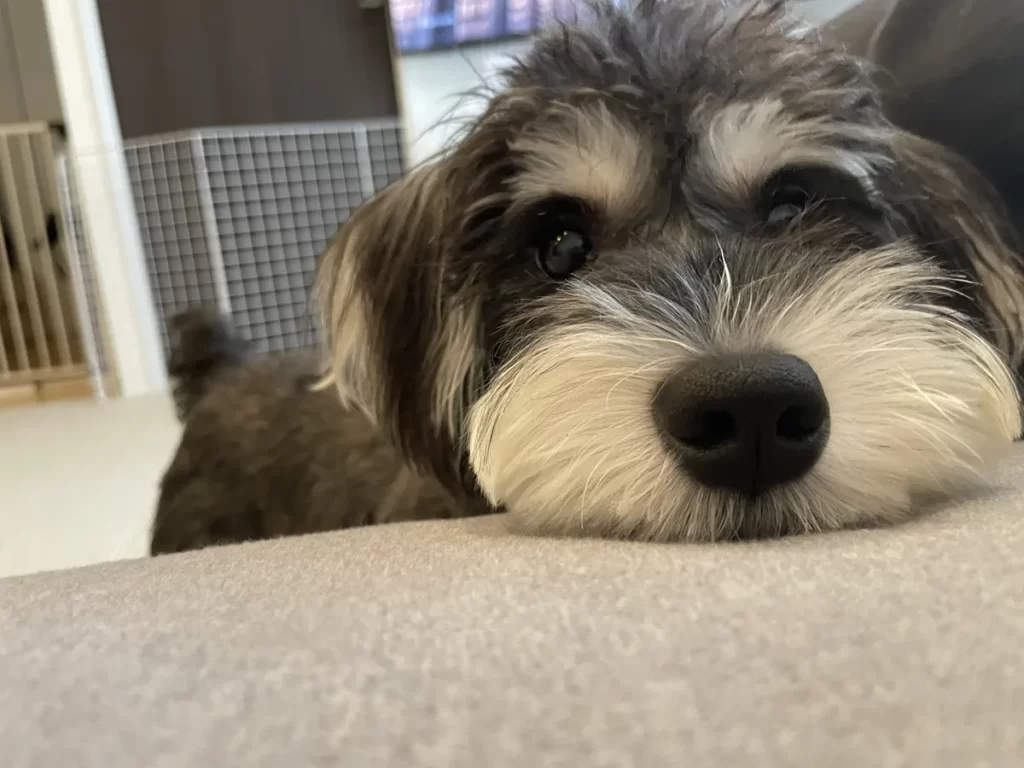 お留守番前にクッション（またはソファ）にアゴを乗せて寂しそうに飼い主を見つめるミニチュアシュナウザー