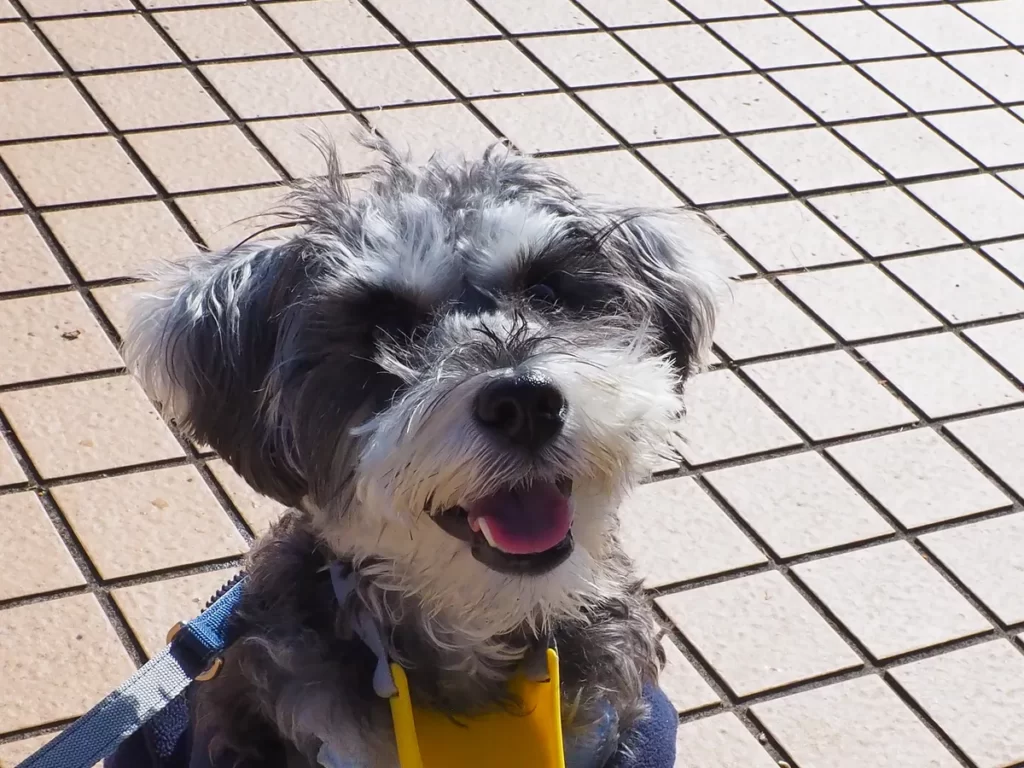 外で眩しい日差しを浴びながら嬉しそうに口を開けて笑う犬の顔アップ