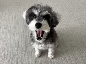 犬の吠え対策おすすめ！原因別のしつけ法と我が家の改善レポ