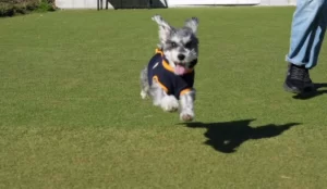 愛犬の初ドッグラン体験記！失敗から学んだ施設選びと持ち物リスト