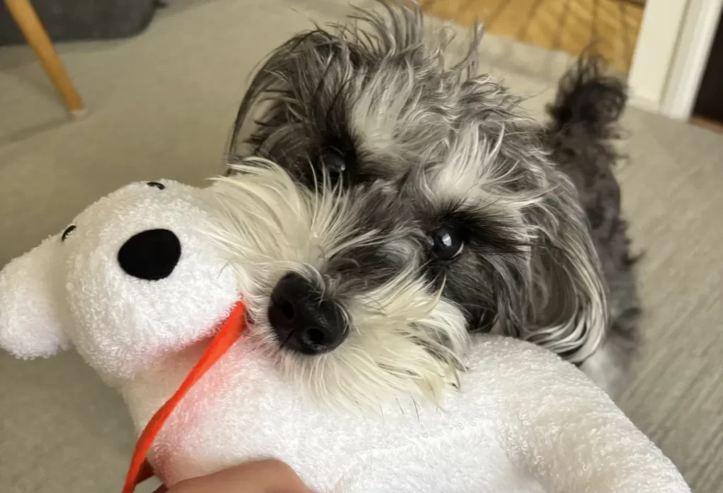 白いスヌーピー風のぬいぐるみを元気にカプッと口で噛むミニチュアシュナウザーのうにちゃん