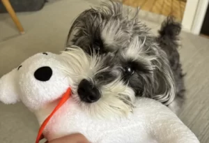 犬の噛み癖はどう直した？我が家の失敗談と効果のあったしつけ対策