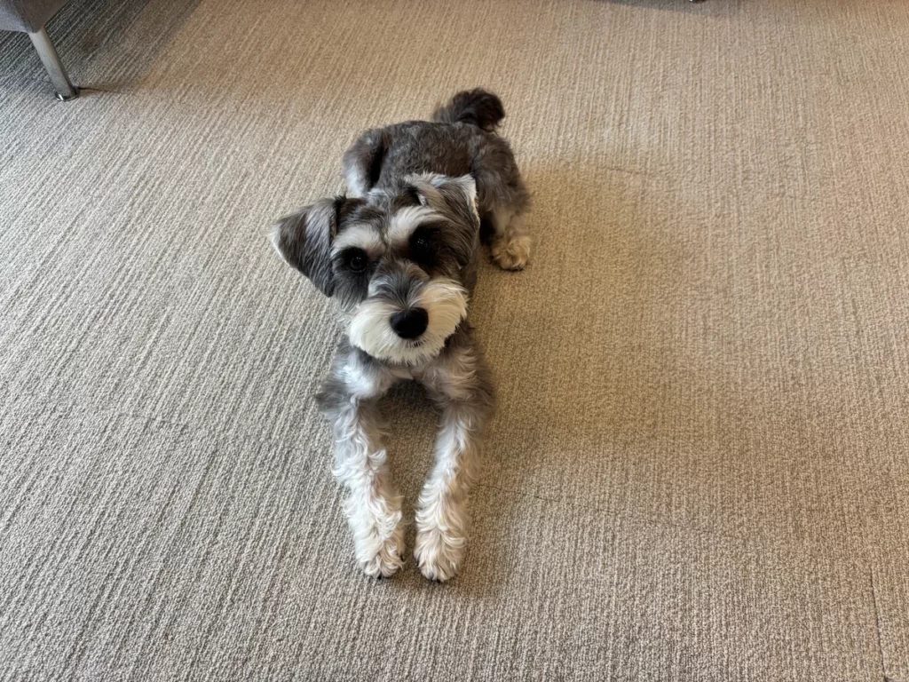 お散歩やごはんをねだる代わりに、静かに床でフセをして待てるようになった犬