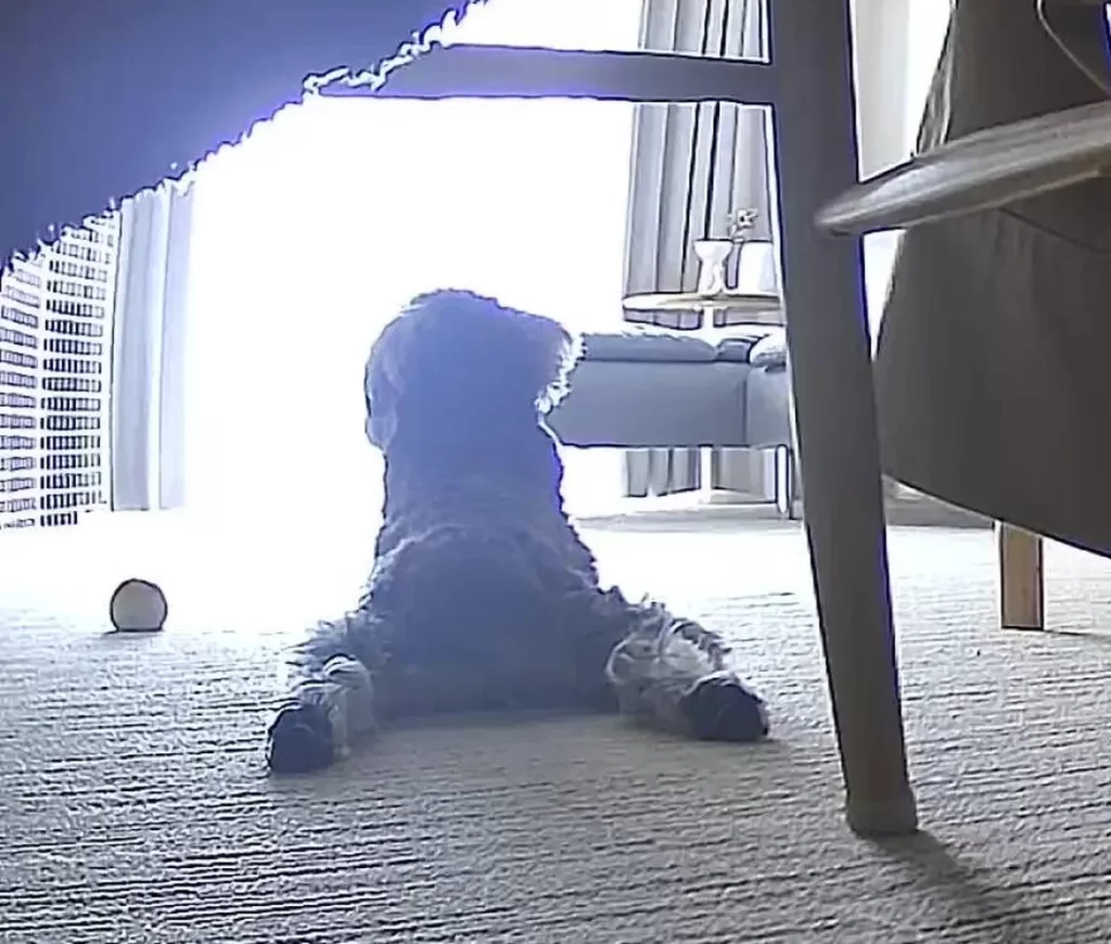 ペットカメラで見たお留守番中にリビングの床でカエル足をしながらくつろぐ犬の後ろ姿