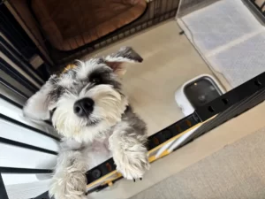 共働きでも犬は飼える！長時間留守番の工夫とリアルな平日スケジュール