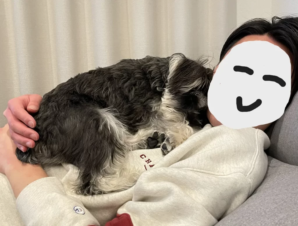 ソファで横になる飼い主の胸の上に乗ってリラックスして甘えるミニチュアシュナウザー