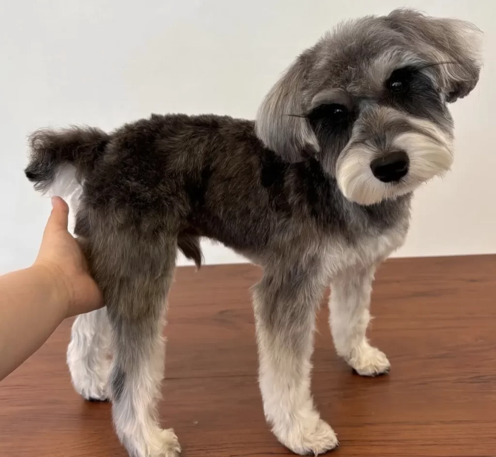 トリミングサロンで伝統的なシュナウザーカットにきれいに整えてもらったばかりの愛犬の立ち姿