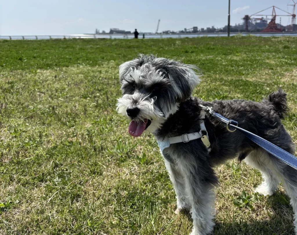 海が見える公園の芝生でリードをつけて風を感じながら笑顔で見つめる愛犬
