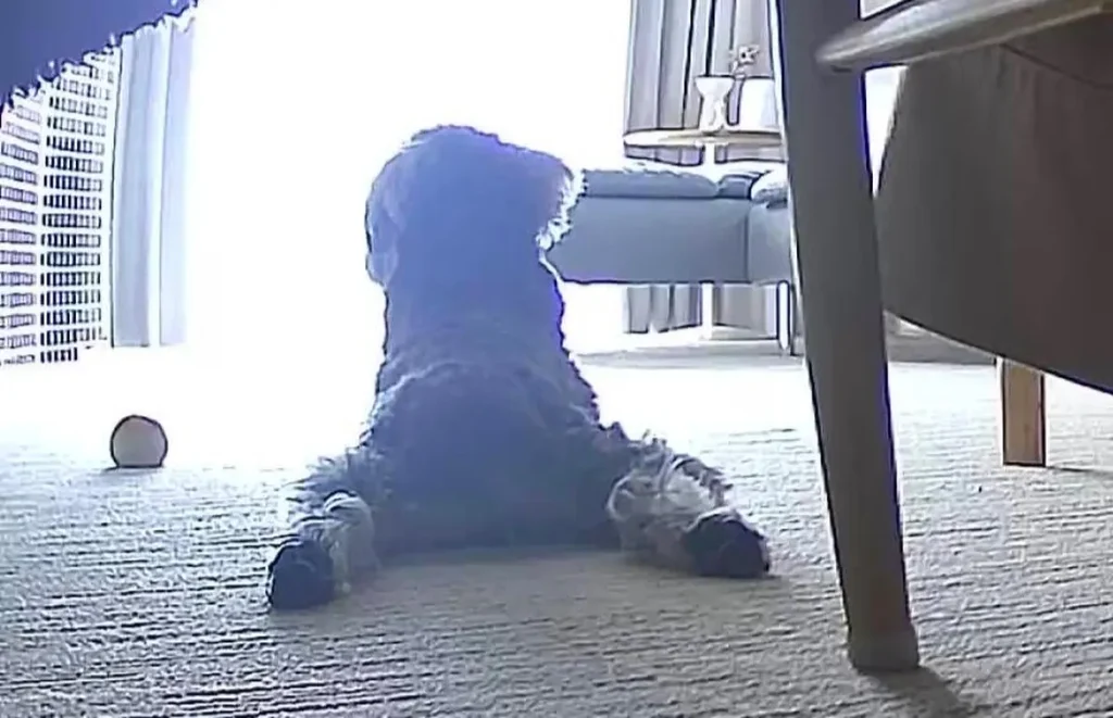 ペットカメラ越しに確認したリビングの床で足を伸ばして伏せる愛犬の後ろ姿