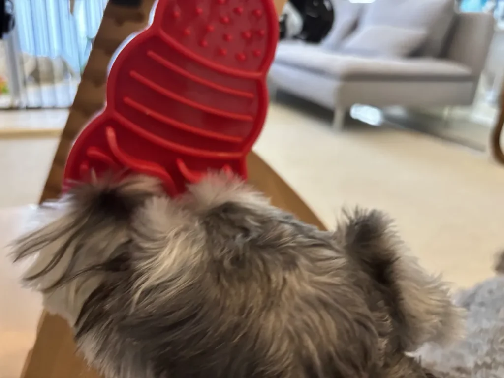 壁に貼り付けた吸盤付きのコングリックスを夢中でペロペロと舐める犬の後ろ姿