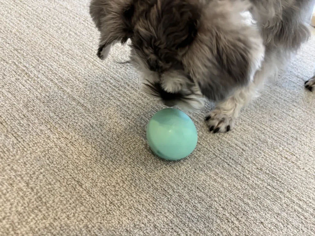 おやつを出すためにGUZZYパピートレジャーを鼻先でコロコロと器用に転がす犬