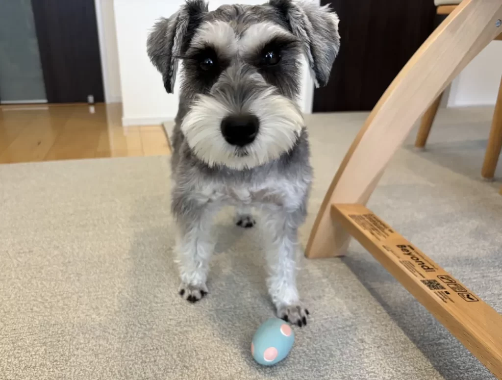 犬の雨の日のストレス解消！お家遊びにおすすめの知育玩具5選