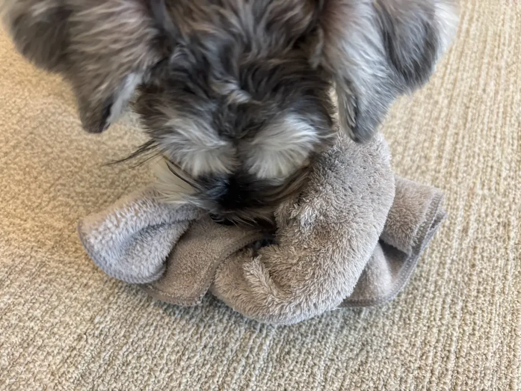 「よし」の合図でタオルの結び目に鼻を突っ込んで一生懸命おやつの匂いを嗅ぐ犬